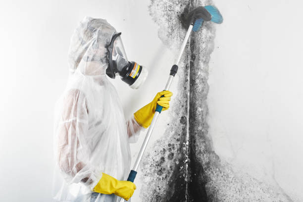 Best Post-Construction Mold Inspection  in Albany, WI