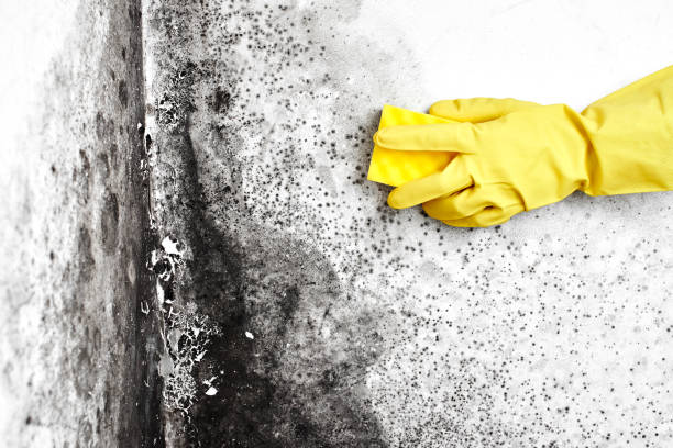 Best Basement Mold Removal  in Albany, WI